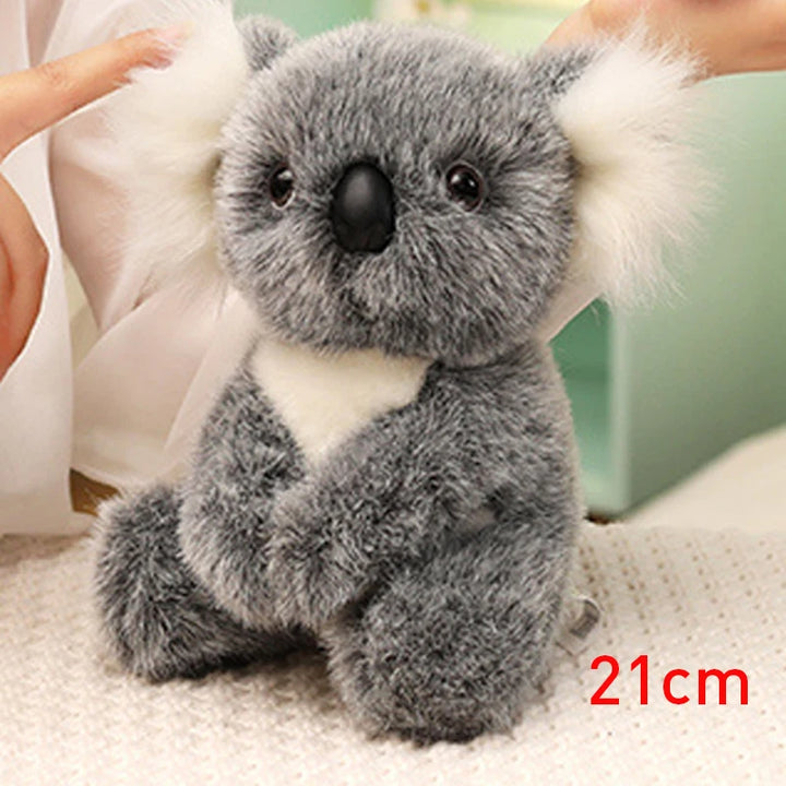 Australia Koala  Soft