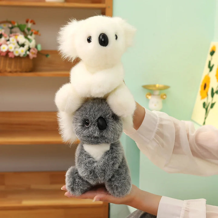 Australia Koala  Soft