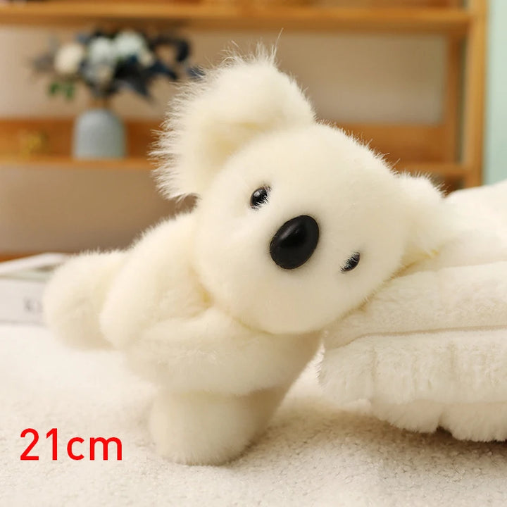 Australia Koala  Soft